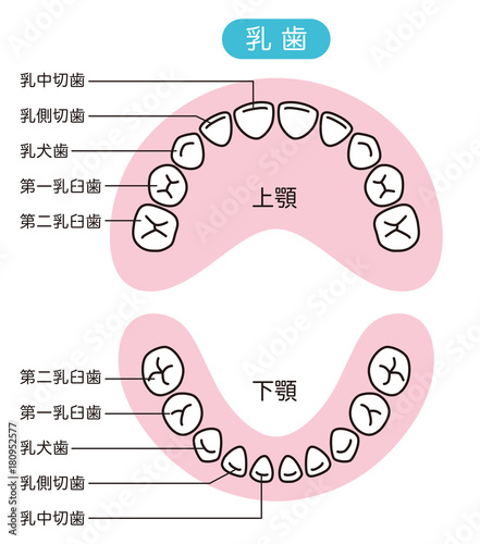 乳歯 歯の名称 Stock イラスト Adobe Stock