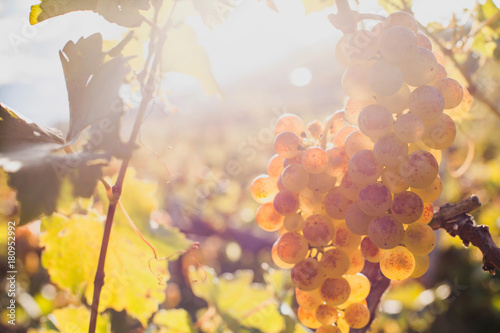 closeup of ripe white wine grape on the wine yard in sunny day
