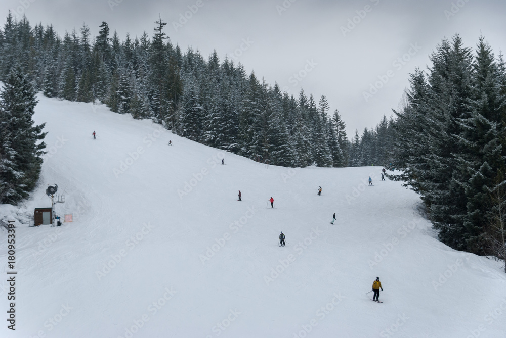 Skiers and snowboarders going down a tree lined run at Whistler Blackcomb