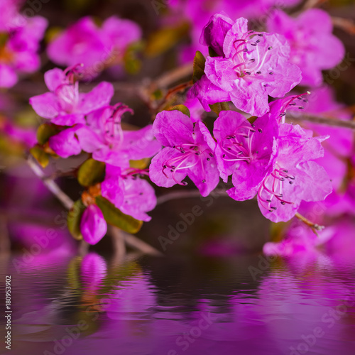 Closeup Rhododendron dauric...