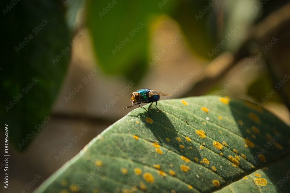 Mosca parada encima de una hoja Mosca parada encima de una hoja