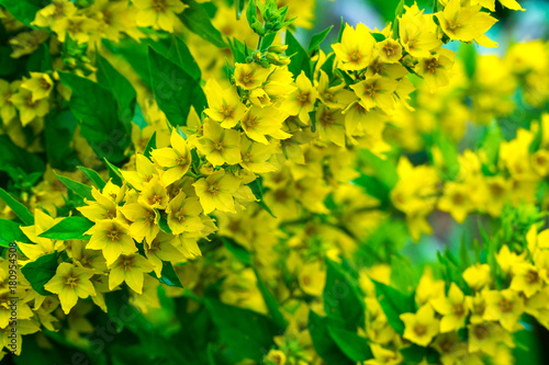 Yellow flowers of loosestrife close up