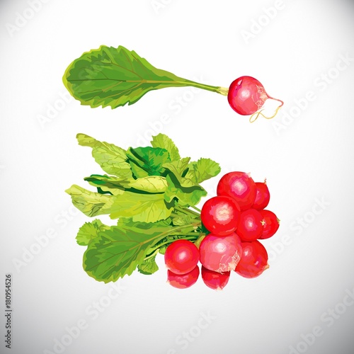 Radish