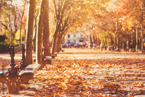 bench in autumn park in Paris, romantic fall background