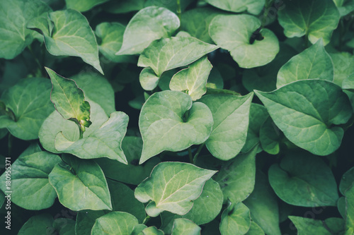 Houttuynia cordata kwon as fish mint or Plu Kaow Thai herbal medicine