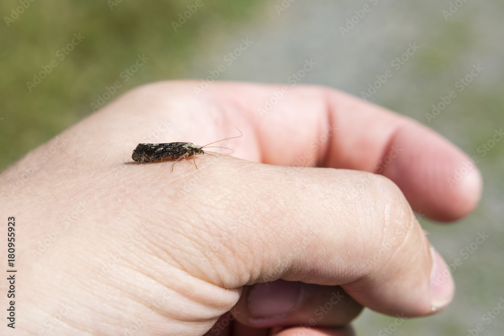 Insect mol sitting on hands.