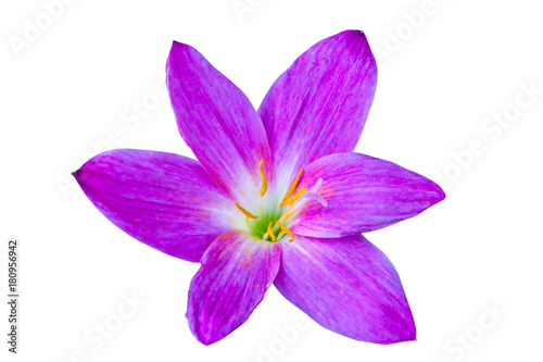 Close up pink-purple Zephyranthes flower isolated white background.Saved with clipping path.