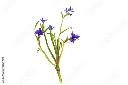 Close up violet flower Monochoria vaginalis (Burm.f.) isolated on white background.Saved with clipping path.