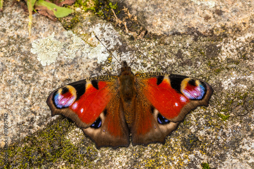 Schmetterling auf Stein photo