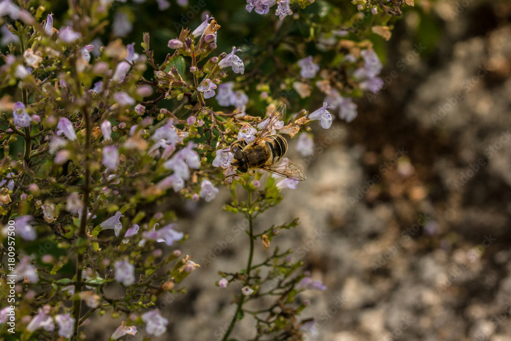 Biene auf den Blüten Biene auf den Blüten