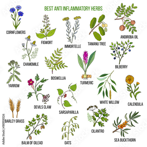 Best anti-inflammatory herbs photo