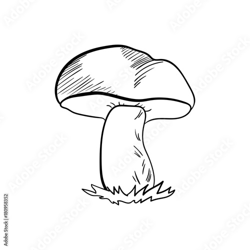 Mushroom Vector