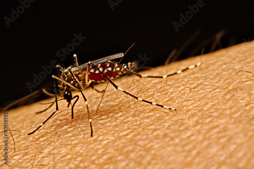 Macro of mosquito (Aedes aegypti) sucking blood close up on the human skin. Mosquito is carrier of virus
