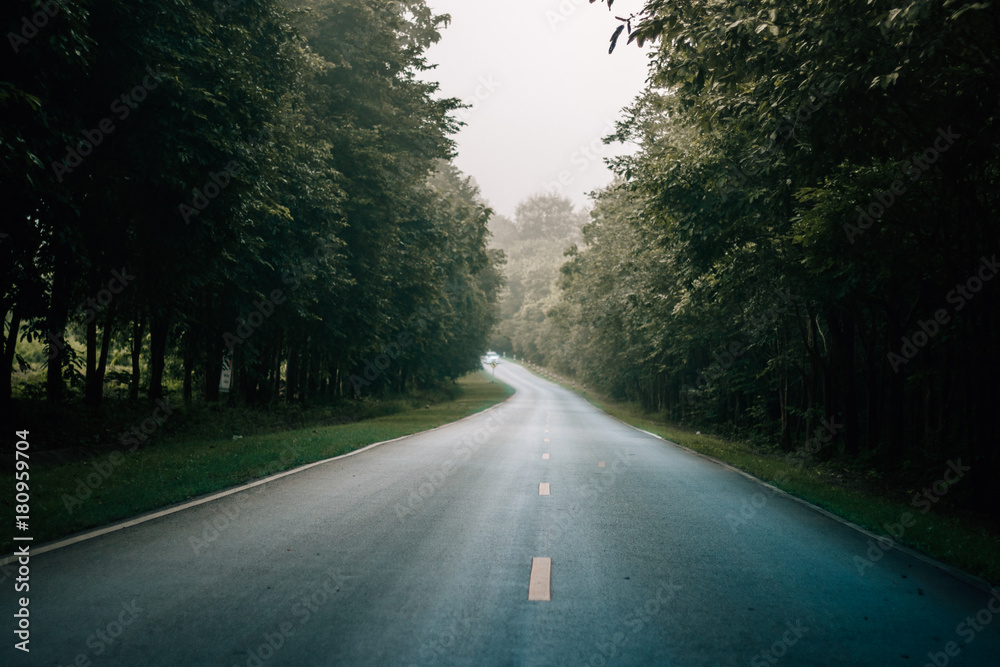 Fototapeta premium Fog in the forest