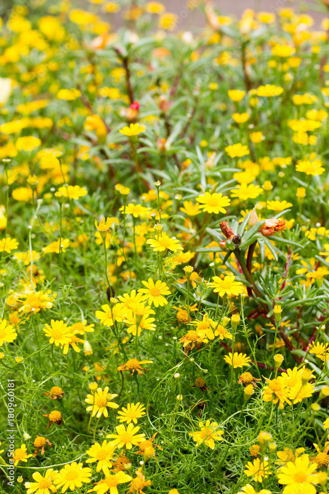 Obraz premium Dahlberg daisy