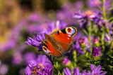 Schmetterling auf violetten Blumen
