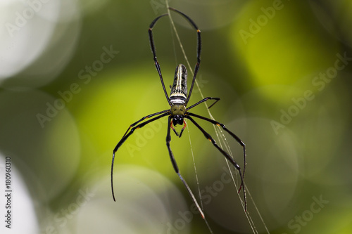 Image of Nephila piliper in thailand , spiders,Poisonous animal.