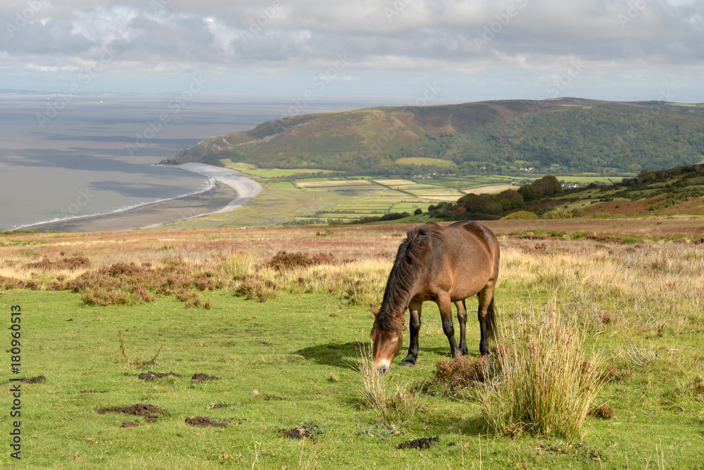 Wild Exmoor ponies on Porlock Hill, North Devon