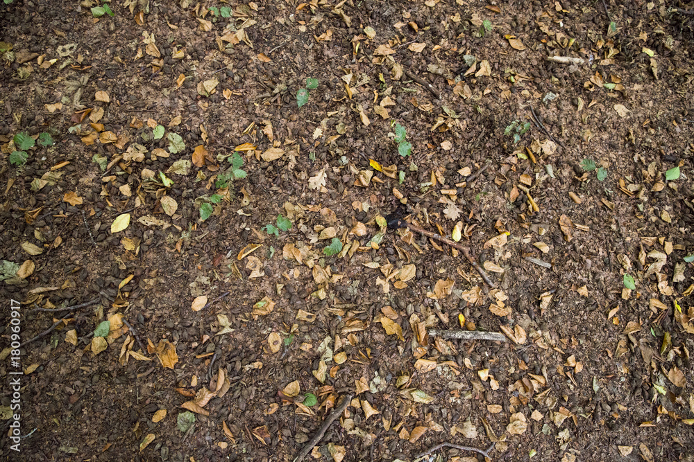 Erde, Laub und Äste auf einem Waldboden, Platz für Text/Typo Erde, Laub und Äste auf einem Waldboden, Platz für Text/Typo