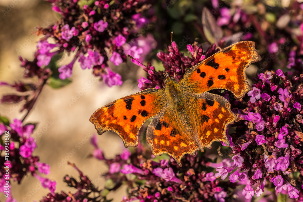 Schmetterling auf violetten Blumen Schmetterling auf violetten Blumen