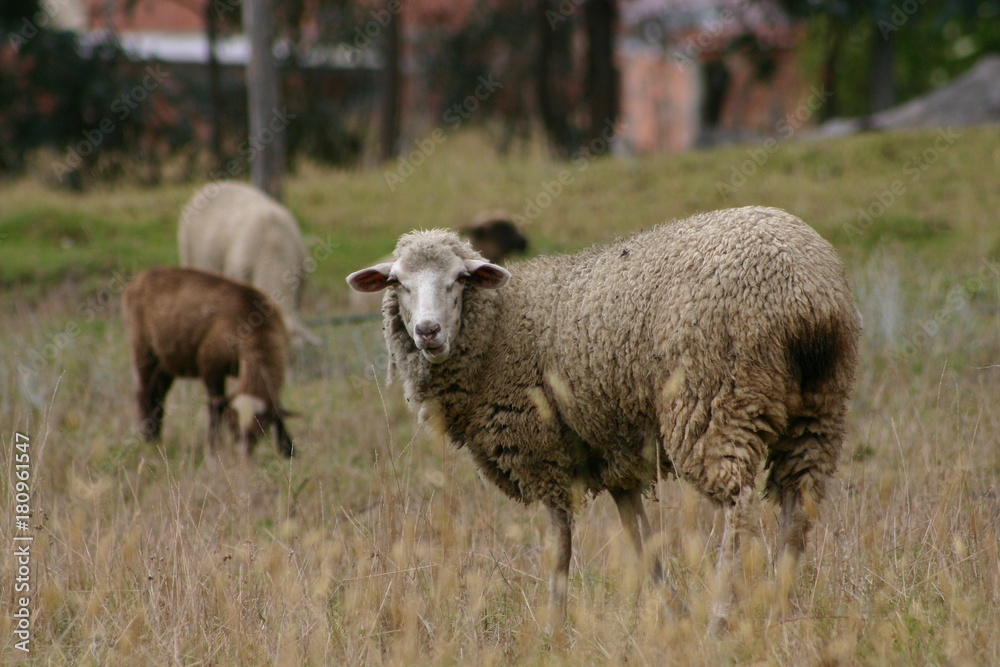 sheep oveja 