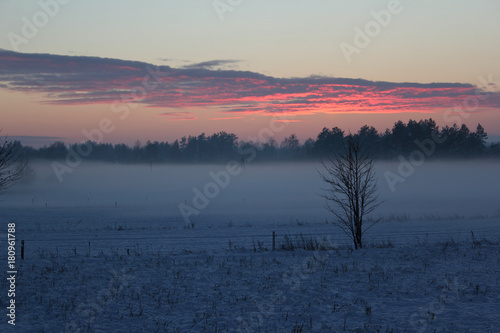 Lonely  tree in front of the forest surrounded by fog and the setting sun