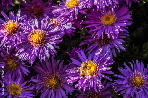 Insekt auf violetten Blumen