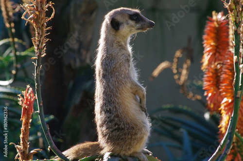 Meerkat sentinal closeup on rock between aloe flowers  photo