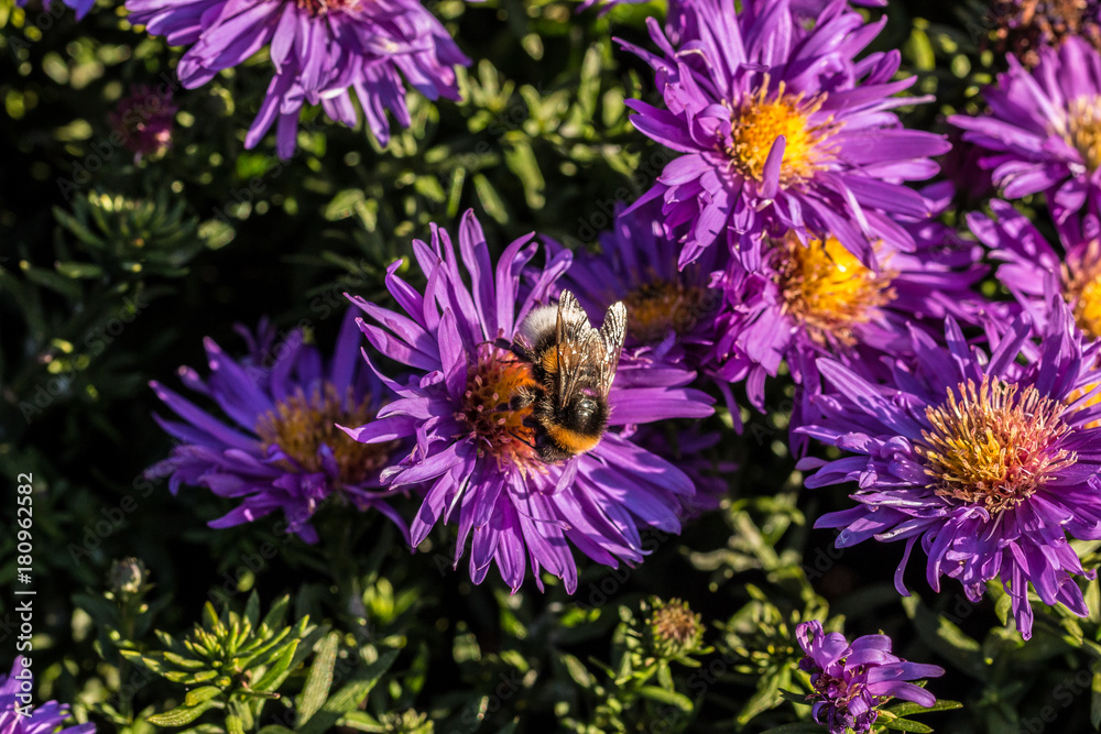Obraz premium Hummel auf violetten Blumen