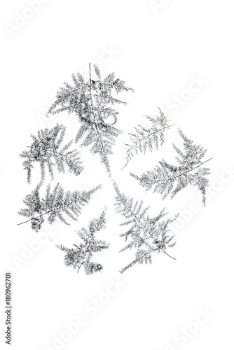 silver leaves on white background