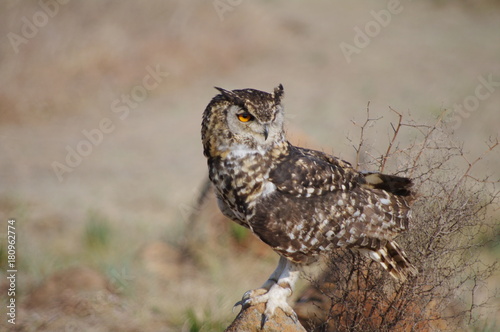 Brown spotted Eagle Owl on rock 