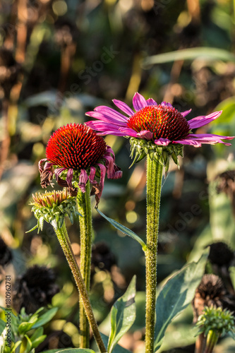 Violette Blumen photo