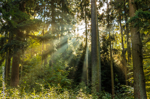 Fototapeta Naklejka Na Ścianę i Meble -  Sonnenstrahlen durch den Wald