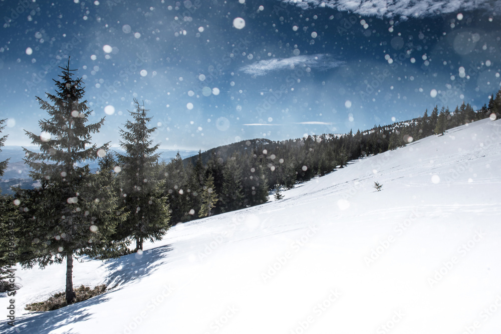 Winter landscape with fir trees, snowflakes