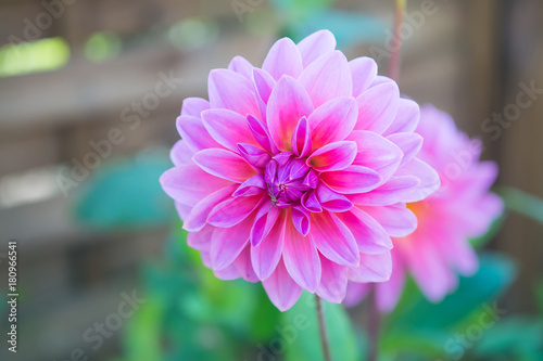 Fototapeta Naklejka Na Ścianę i Meble -  Dahila pink color