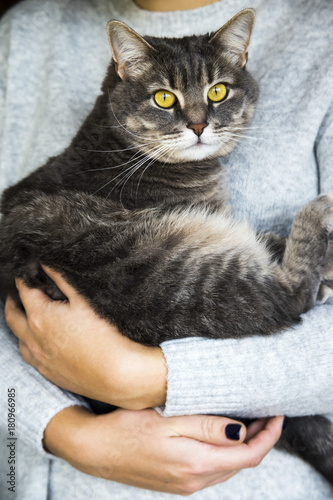 gray cat in the hands of a woman in a gray sweater. homeliness with a pet