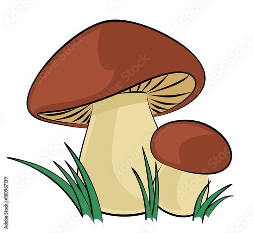 Forest mushrooms. 
