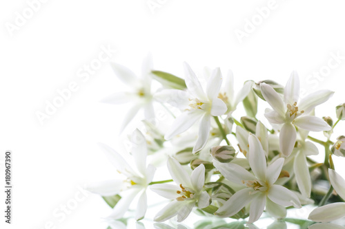 Ornithogalum umbellatum .Beautiful white flowers.