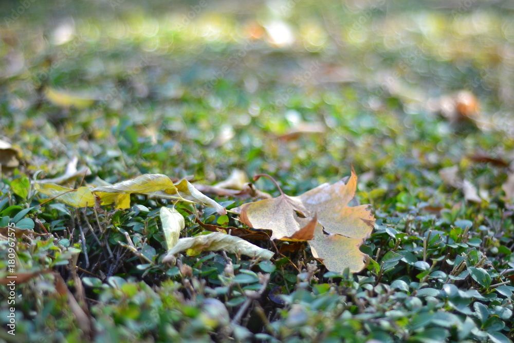 Autumn, leafs, nature Autumn, leafs, nature