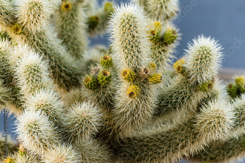 Jumping Cholla im Gegenlicht