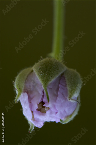  liliacee   leguminose photo