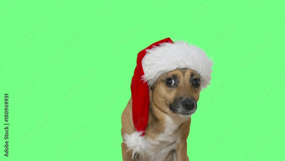 muzzle funny dog in santa claus hat on green screen muzzle funny dog in santa claus hat on green screen