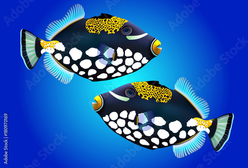 Digital illustration of a triggerfish photo