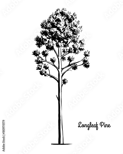 Vector sketch illustration. Black silhouette of Longleaf Pine isolated on white background. Drawing of evergreen coniferous plant, alabama and North Carolina state tree.