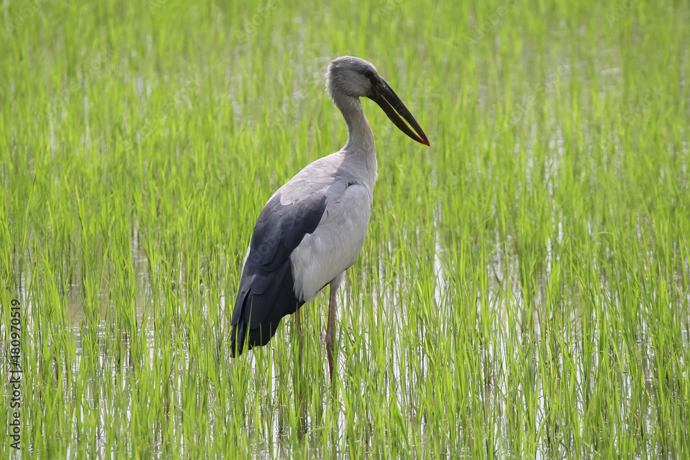Fototapeta premium A stork is standing on a rice field