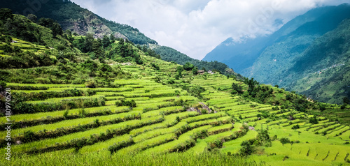 Beautiful landscape with green field of rice in nepal