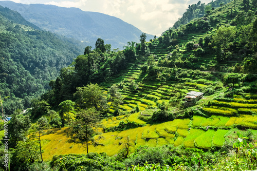 Beautiful landscape of green valley with rice terraces in Nepalese Himalayas photo