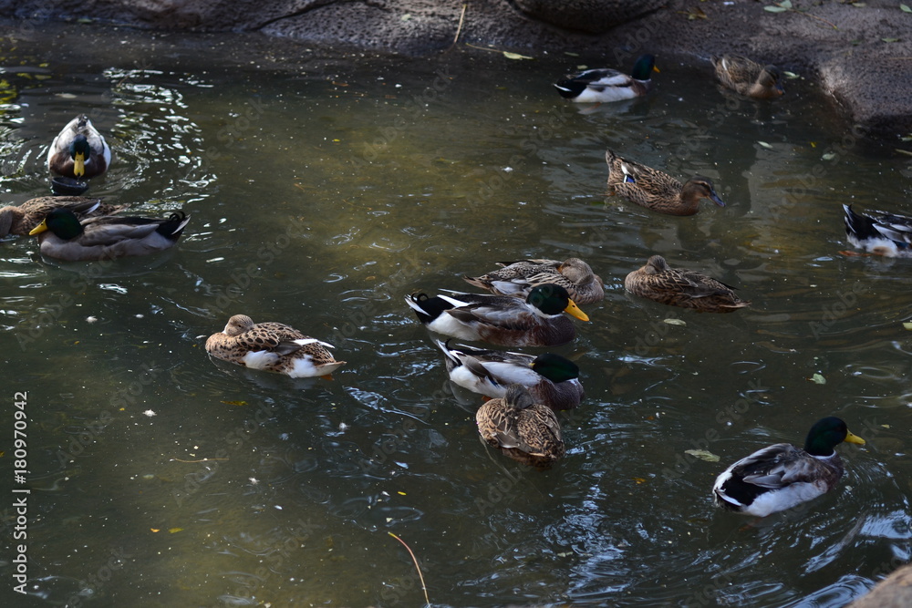 Ducks Ducks