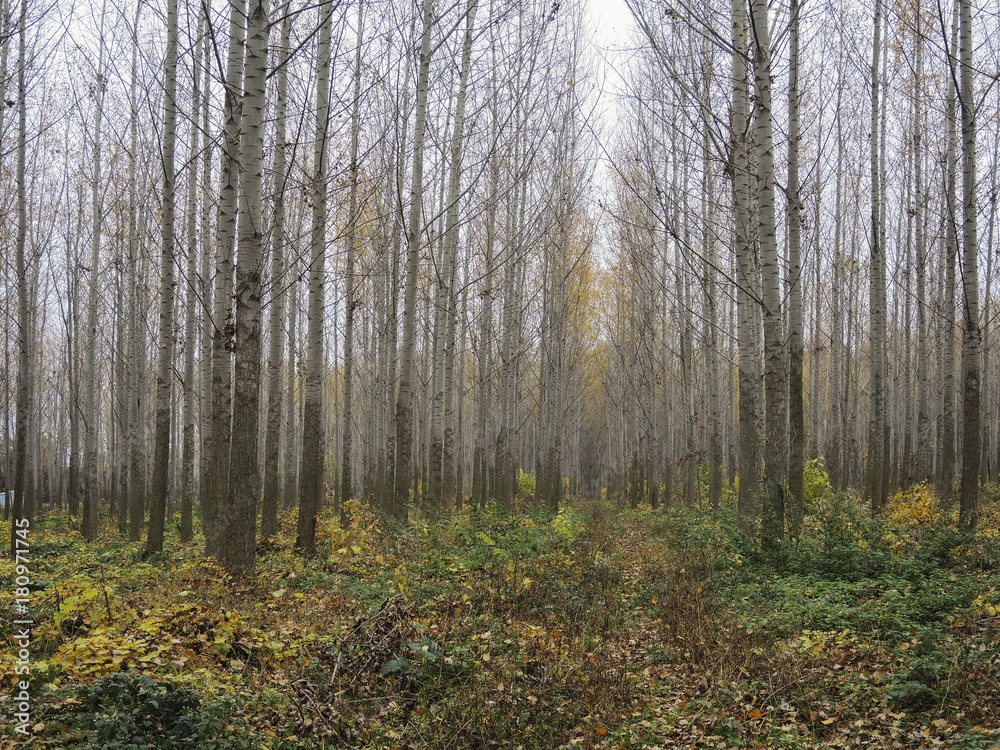 Fototapeta premium Autumn landscape, trees and leaves in forest