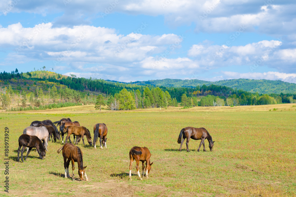 grazing horses